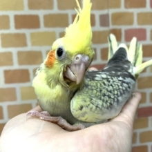 手乗りオカメインコ  パール  5月20日