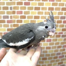 手乗りオカメインコ  ホワイトフェイス  5月10日