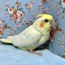手乗りオカメインコ  ルチノー  5月16日