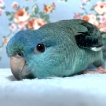 サザナミインコ  ブルー  6月3日