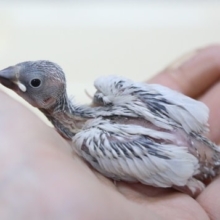 大人気！シルバー文鳥（雛）2020年05月13日撮影