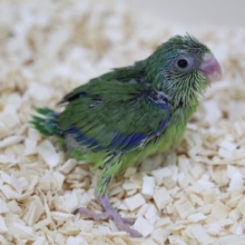 最小インコ　マメルリハ♂　2020年05月20日撮影