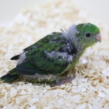 おっきなおめめがかわいい！サザナミインコ（ノーマル）2020年05月20日撮影