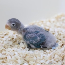 青いボタンちゃん！ブルーボタンインコ 2020年05月20日撮影