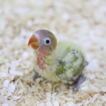 ヤマブキインコ　いがいとレアかも？？？2020年05月20日撮影
