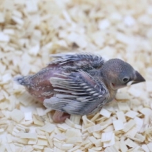 定番人気！シルバー文鳥 2020年05月20日撮影