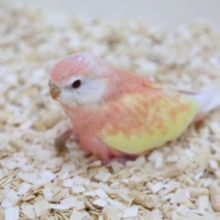 人気です！　アキクサインコ ルビノー 2020年05月27日撮影