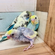 レアカラーのセキセイインコたちいます！！