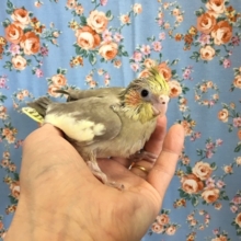 オカメインコ（シナモン）２０２０年４月生まれ