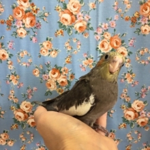 オカメインコ（ノーマル）２０２０年４月生まれ