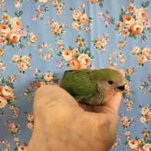 小桜インコ（ノーマル）２０２０年４月生まれ