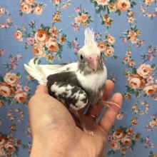 オカメインコ（ホワイトフェイスパイド）２０２０年４月生まれ