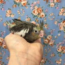 オカメインコ（ノーマル）２０２０年４月生まれ