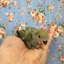 小桜インコ（ノーマル）２０２０年４月生まれ