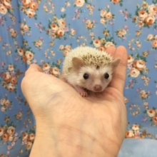 ヨツユビハリネズミ（シナモン）２０２０年４月生まれ