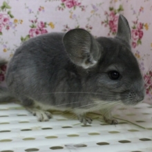 当店推し推し小動物☆チンチラ・ヴァイオレット・女の子！