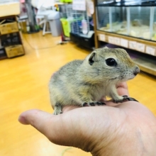 今年初入舎！！　リチャードソンジリス　ベビー　男の子