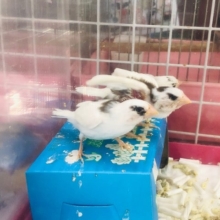 十姉妹　ヒナ　3兄弟いますよ！！