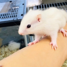 ホワイトシマリス　国産ベビーの女の子