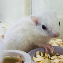 激カワ！！　ホワイトシマリス　男の子