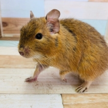 ぽてっとボディのデグーさん☆