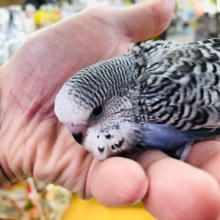 久しぶり！！　ジャンボセキセイインコ　ヒナ　入舎！！！