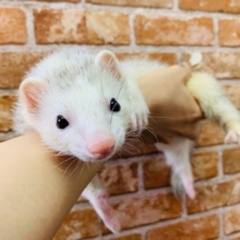 甘えんぼ！ピーターソンフェレット♡
