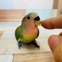 べったりなコザクラインコさんいます♪