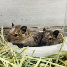 ノーマルに続きパイドの兄弟！　デグーパイド　入舎！！