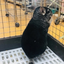 やっと来ました。　チンチラ　ノーマルグレー　男の子