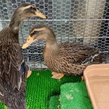 アイガモ  若鳥２羽  3月下旬生まれ