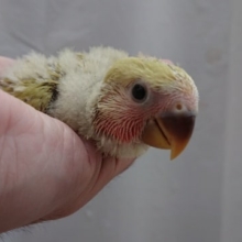 落ち着いた色。。コザクラインコ（シナモン）です～！
