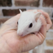 画像更新！！再来!!!ホワイトシマリス♪