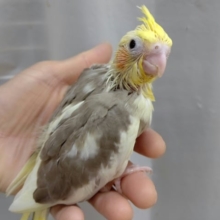 オカメインコ シナモンパイド♪