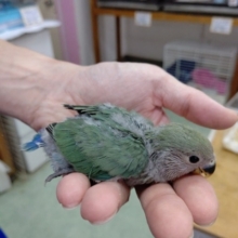 人気カラー　小桜インコブルーチェリー 2020年06月07日