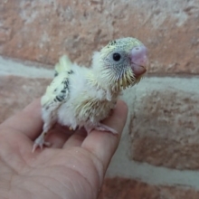 あま～いカラー？？　セキセイインコ（クリームハルクィン）♬