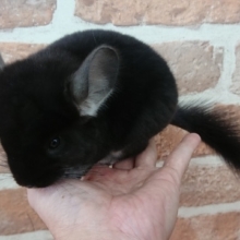 めちゃくちゃ明るいこ！チンチラ（ブラックベルベット）～～