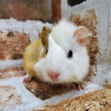 巻き毛モルモット♪白ベージュ！