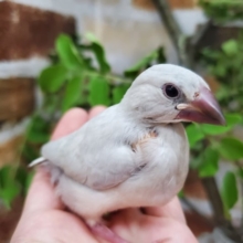手乗りシルバー鳥♪