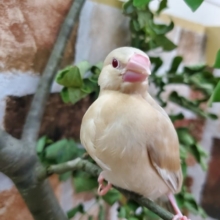 手乗りシナモン文鳥♪