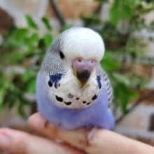 並ジャンボセキセイインコー!!!!!