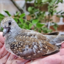手乗りうすゆき鳩！？
