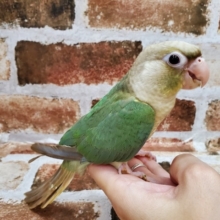 ホヤホヤ最新画像☆すきすきウロコインコさんー♪