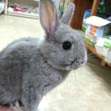 元気いっぱいの「ドワーフラビット」（ブルーマーチン）でｺﾞｻﾞｲﾏｽ！～