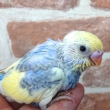 キレイですねぇ～セキセイインコ（レアカラーです