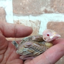 おススメです！シナモン文鳥～～
