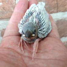 落ち着きあるカラーです「シルバー文鳥」～～