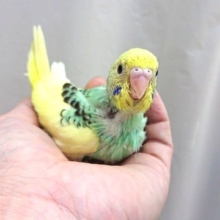 メリハリのきいたカラーのコ。　セキセイインコ（パイド）！