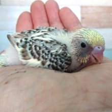 久々の入荷です！セキセイインコ（四色ハルクィーン）～
