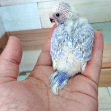 キレイな配色！セキセイインコ（スパングル）！